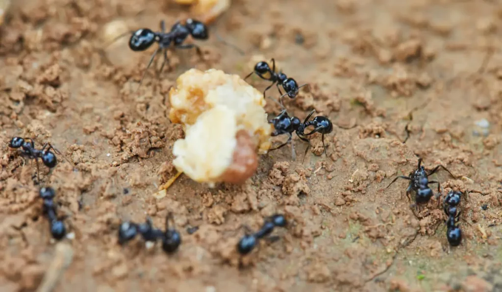 Ameisen um Beute versuchen, in ihr Haus zu ziehen, Nahaufnahme