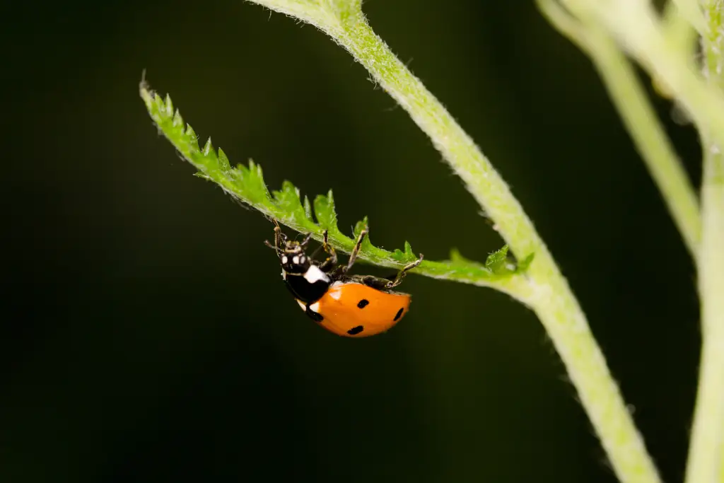 Marienkäfer auf Pflanze