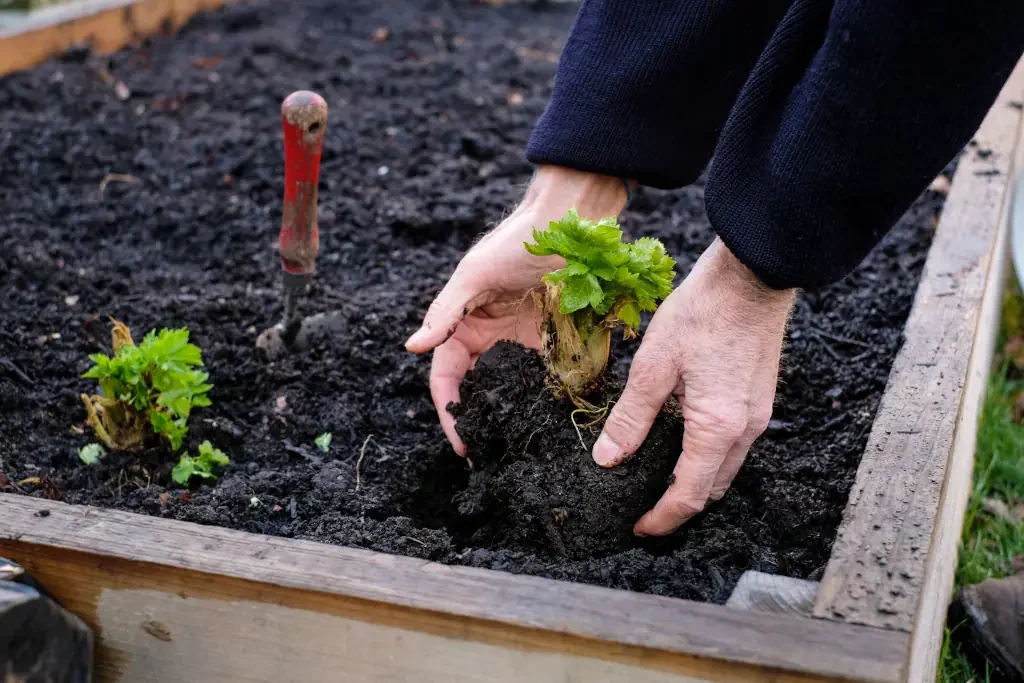 Mann pflanzt eine Gemüsepflanze in sein Gartenbeet