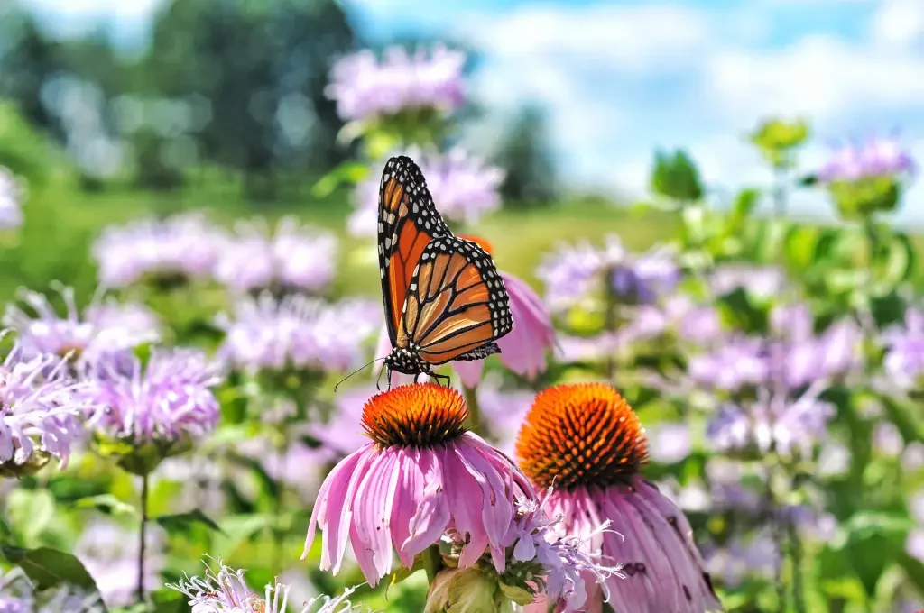 Orangefarbenes Schmetterlingsinsekt auf einem Sommergarten aus rosa Sonnenhut