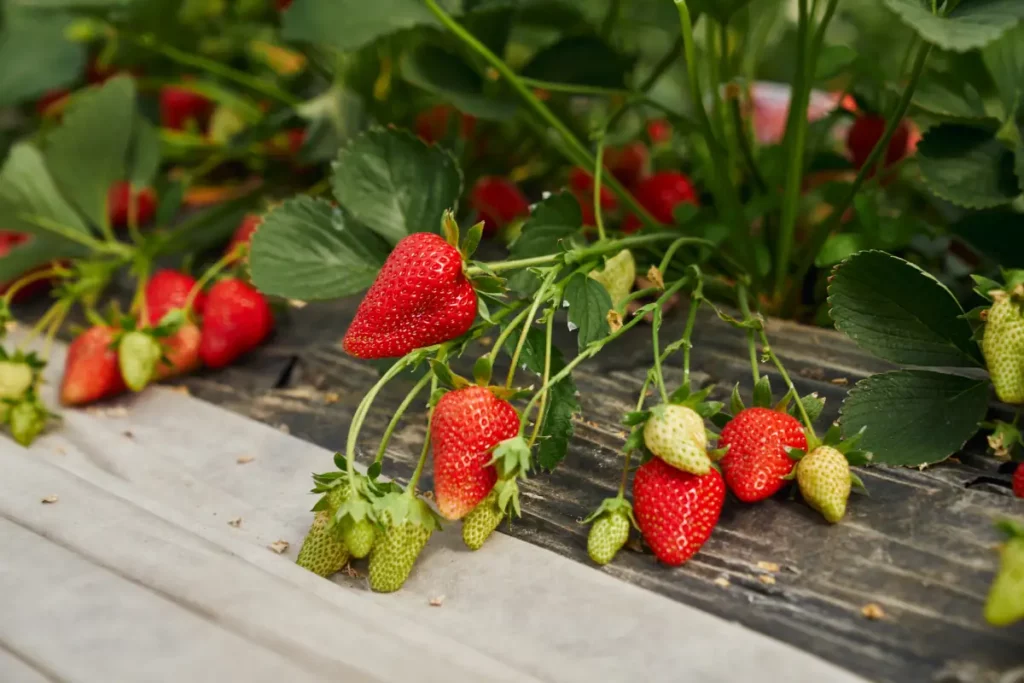 Bio-Erdbeere wächst in Reihen am Balkon