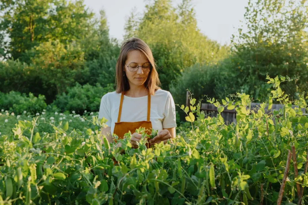 Frau im Stadtgarten beim Gemüseanbau