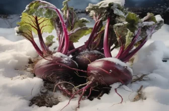 Was kann man im Winter in ein Hochbeet pflanzen?