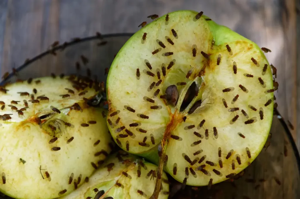 Viele Fruchtfliegen auf Apfel. Was Hilft?