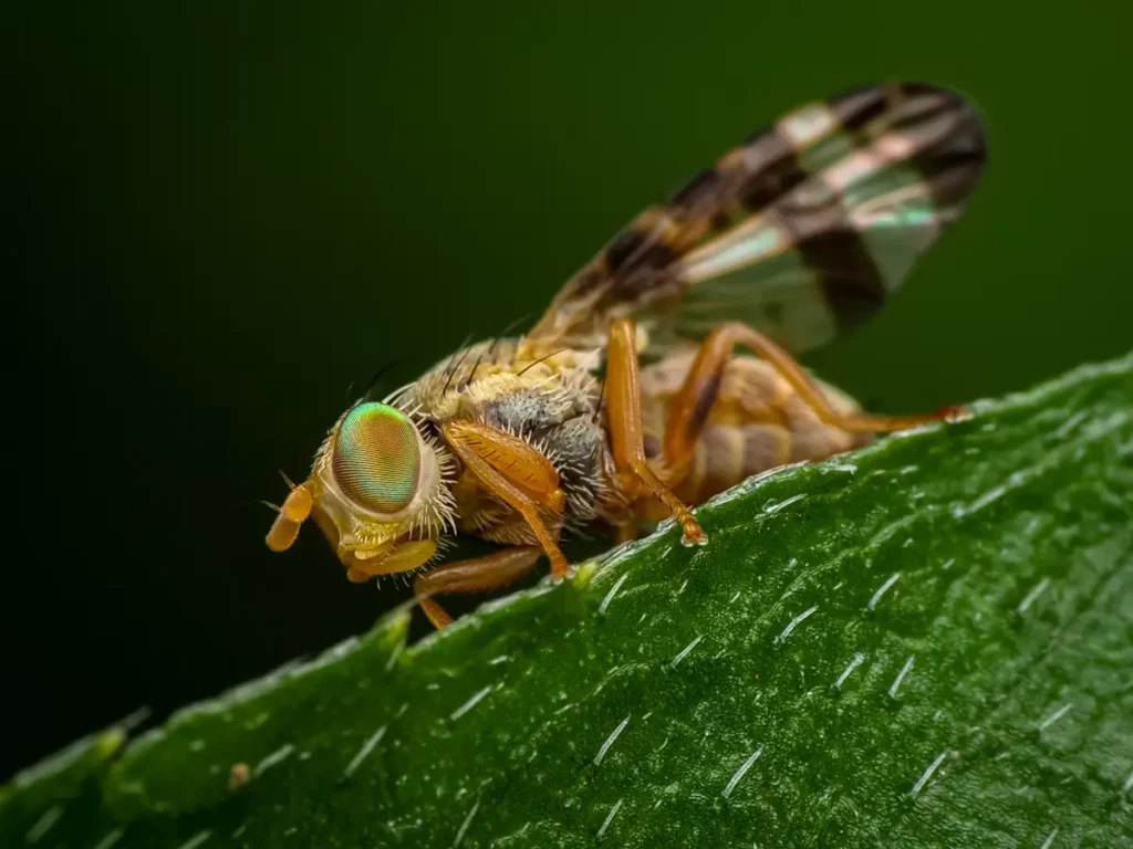 Aufnahme einer kleinen Fruchtfliege auf einer Pflanze