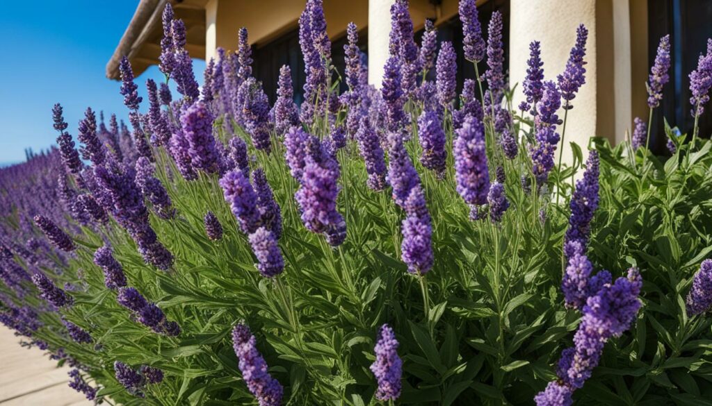 Lavendel auf einem sonnigen Balkon