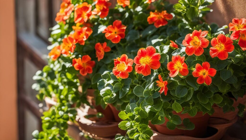 Portulakröschen auf sonnigem Balkon