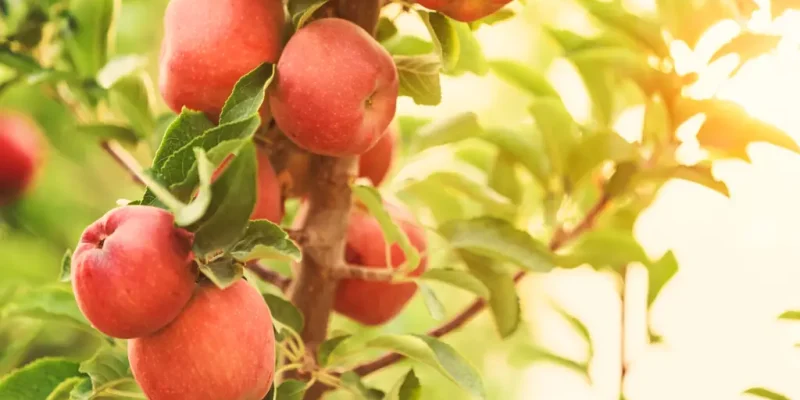 Biologische Bekämpfung von Schädlingen an Obstbäumen und Pflanzen