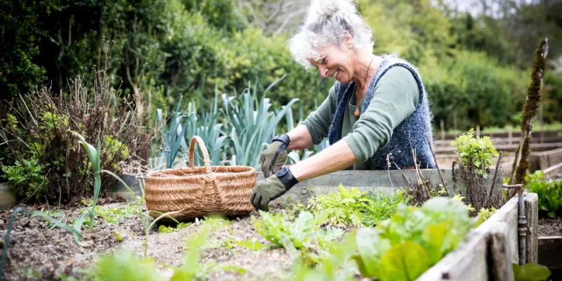 Hochbeete – Ein kleines Gartenwunder mit großer Wirkung