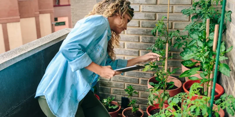 Wie man Gemüse im Kübel auf dem Balkon anbaut