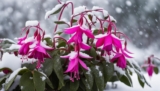 Winterpflege Ihrer Fuchsien im Winter – Erwecken Sie Ihre Blumen zum Leben