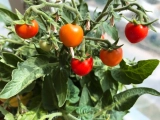 Tomaten am Balkon pflanzen – Ein Leitfaden für frische Balkontomaten