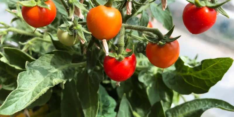 Tomaten am Balkon pflanzen – Ein Leitfaden für frische Balkontomaten