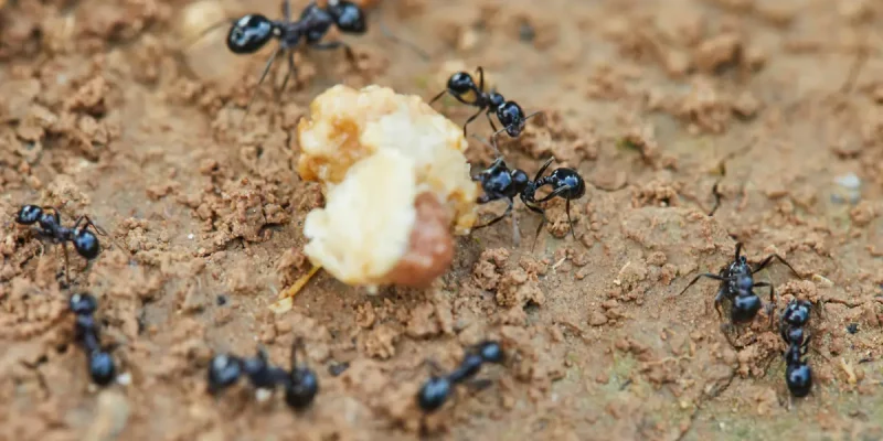 Ameisen im Garten – Natürliche Lösungen und Tipps zur Bekämpfung