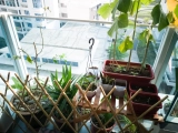 Gemüse anbauen auf dem Balkon – Tipps für maximale Ernte auf kleinem Raum