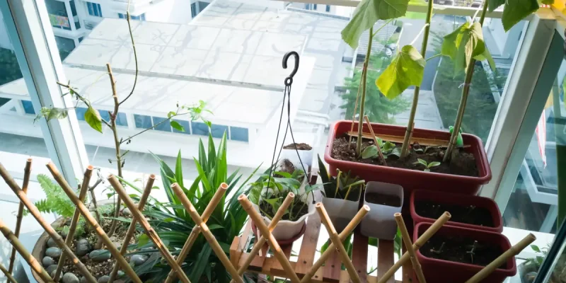 Gemüse anbauen auf dem Balkon – Tipps für maximale Ernte auf kleinem Raum