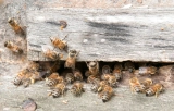 Bienenfreundliche Pflanzen und ihre Rolle in der biologischen Schädlingsbekämpfung