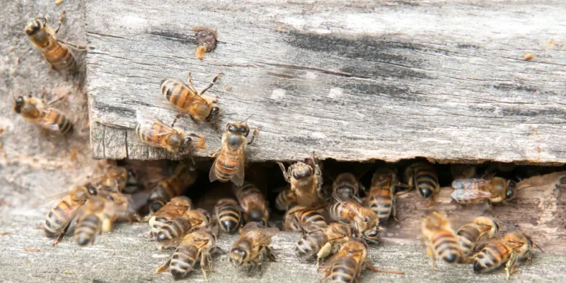 Bienenfreundliche Pflanzen und ihre Rolle in der biologischen Schädlingsbekämpfung