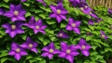 Frische Inspiration: Clematis Pflanzen Frühjahr in Ihrem Garten
