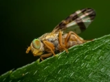 Was tun gegen kleine Fliegen im Hochbeet? Hier meine Tipps!