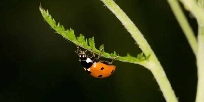 Mischkultur im Garten – Ein natürlicher Weg zur gesunden Pflanzenwelt