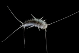 Winzige Eindringlinge: Wie man Silberfische biologisch und chemisch loswerden kann