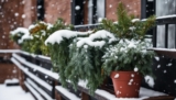 Entdecken Sie unkomplizierte Balkonpflanzen winterhart für Ihren Balkon