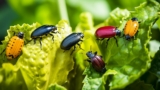 Finde raus, welche Schädlinge es im Hochbeet gibt: Ein Leitfaden