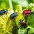 Welche Schädlinge gibt es im Garten: Ihr Leitfaden zur Schädlingsbekämpfung