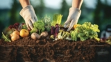 Wie füllt man ein Hochbeet – Mein smarten Tipps